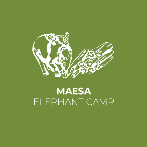 logo Maesa Elephant Camp