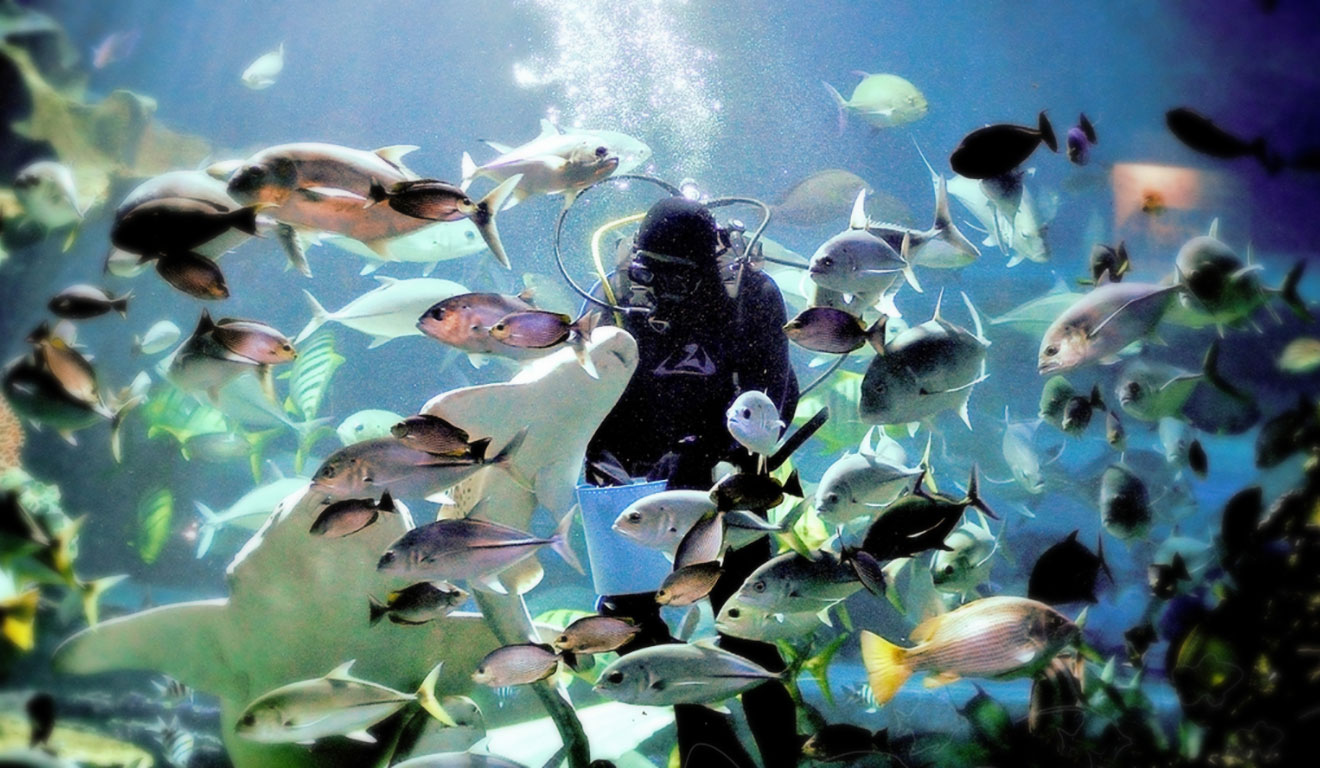 Main Photo of Chiangmai Zoo Aquarium