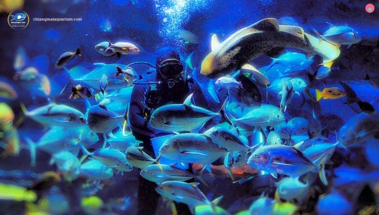 ภาพ Chiangmai Zoo Aquarium