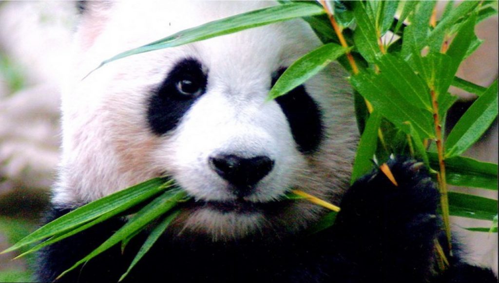 Feature Photo of Chiang Mai Zoo