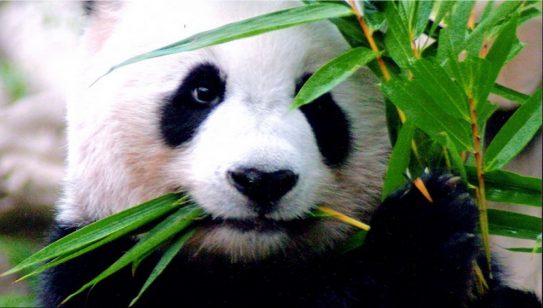 ภาพ Chiang Mai Zoo