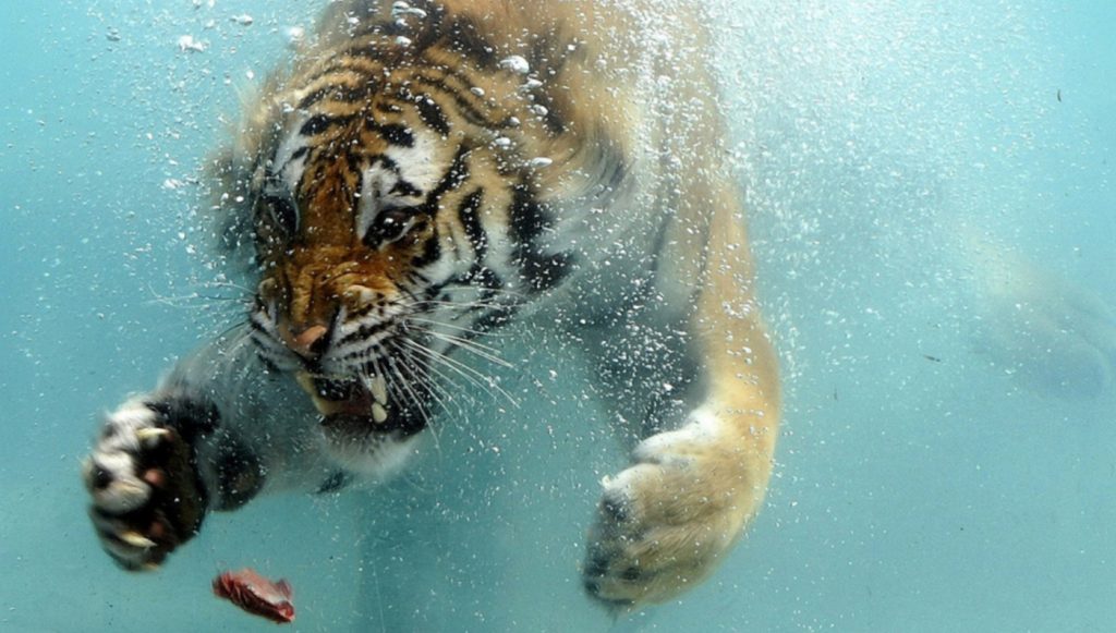 Feature Photo of Chiang Mai Night Safari