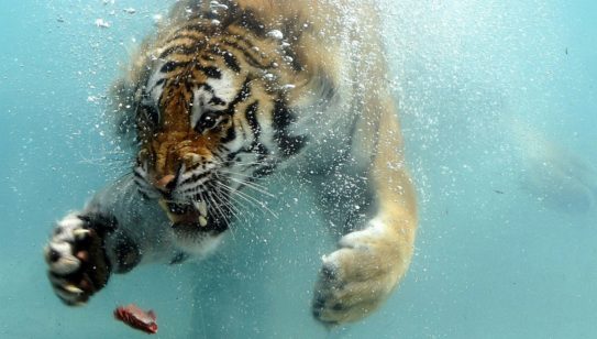 ภาพ Chiang Mai Night Safari