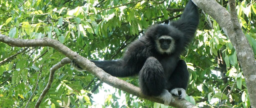 ชะนีมือขาว บริเวณไฟล์ท ออฟ เดอะ กิบบอน