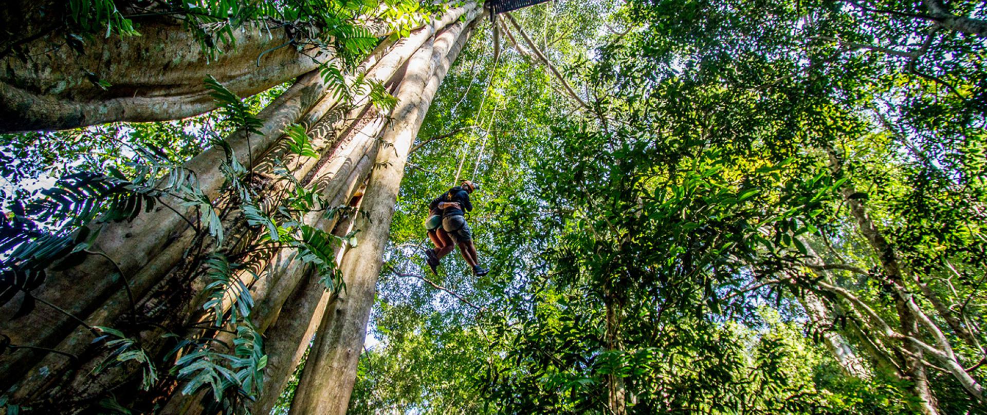 Main Photo of Flight of the Gibbon Chiang Mai