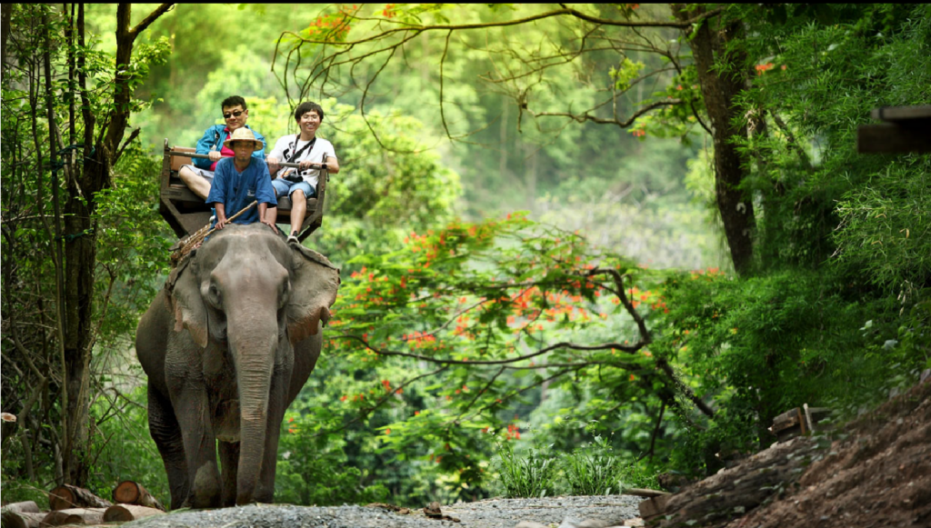 Feature Photo of Maesa Elephant Camp
